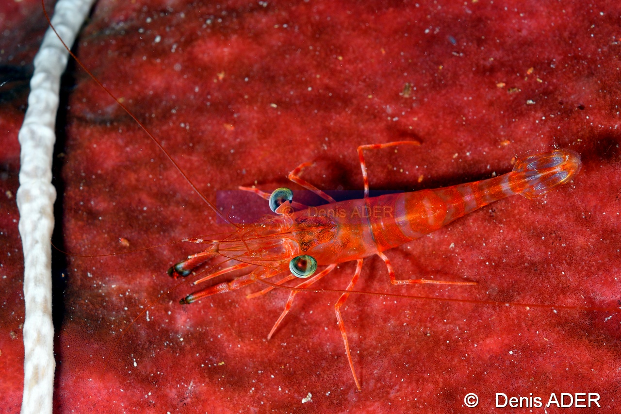 Cinetorhynchus reticulatus-Moga Island Jetty Hoga-11m-20180529nuit-Denis-ADER-DSC_2040_tn.jpg